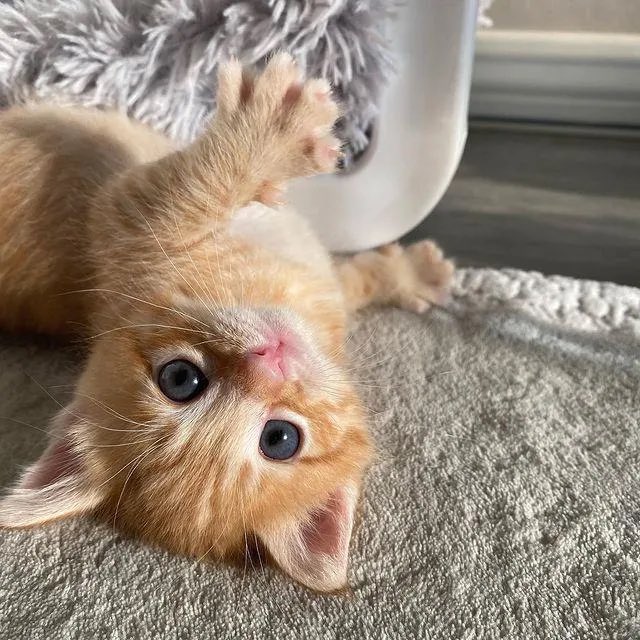 humgooble's tweet photo. gooooj mornirng :33 Stay  safe en  the sn,ow out   dere Hum twt!@ https://t.co/3OuhkThDTu
