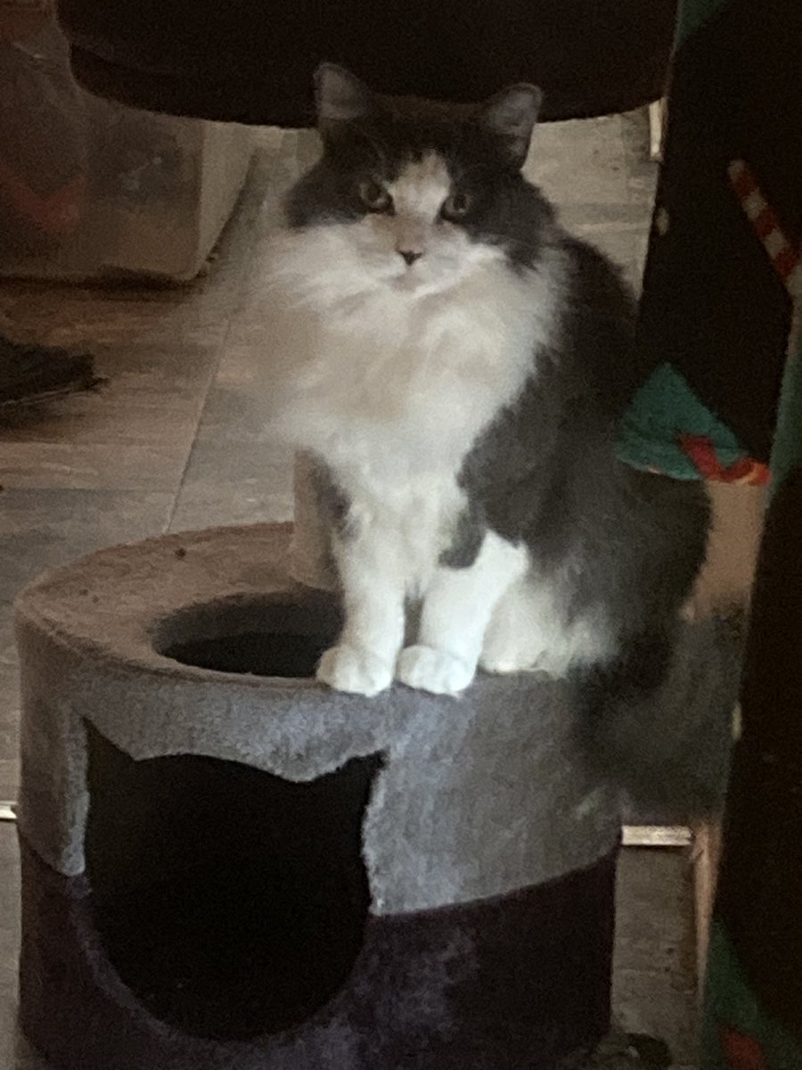 Merry Christmas from #MsFluffyButt 🎄🐾🎁⛄️🎅🏻🐾