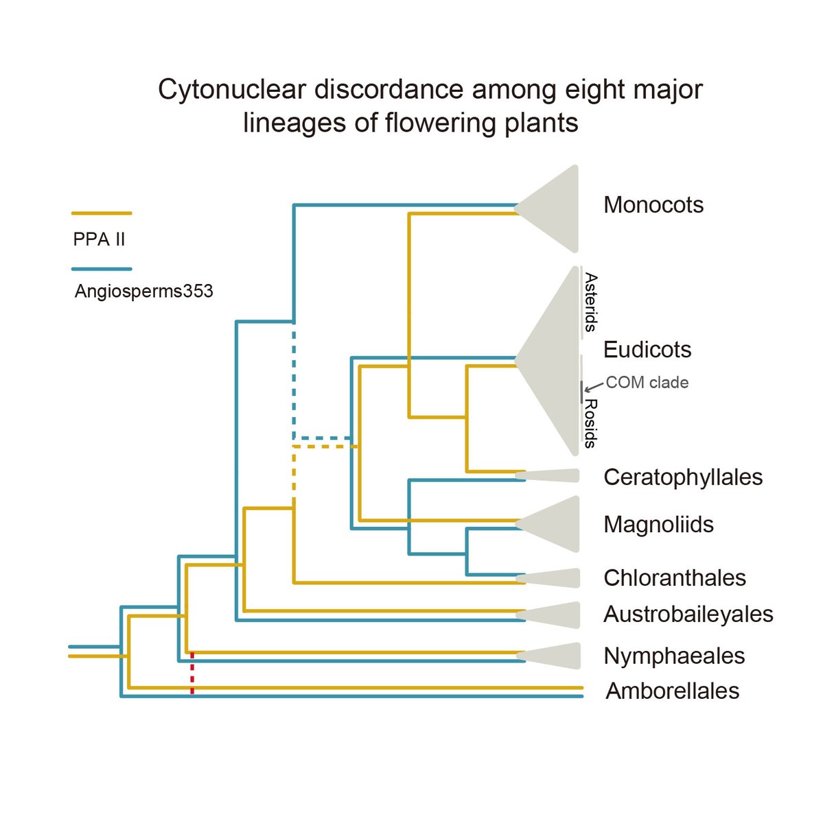 JIPBio's tweet photo. 🎉What better way to wrap up 2022 than with this #free access "big picture" invited review on #phylogenomics and the #FloweringPlant tree of life.🌸🌳🔓⬇️
https://t.co/XmYWwQJuFk @wileyplantsci #PlantScience #evolution #genomics #JIPB #PhylogeneticTree🎄 https://t.co/wH0w5zyIoU