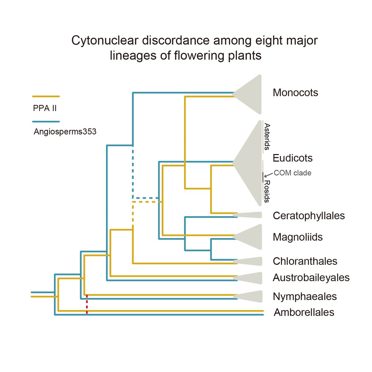 🎉What better way to wrap up 2022 than with this #free access 'big picture' invited review on #phylogenomics and the #FloweringPlant tree of life.🌸🌳🔓⬇️
doi.org/10.1111/jipb.1… @wileyplantsci #PlantScience #evolution #genomics #JIPB #PhylogeneticTree🎄