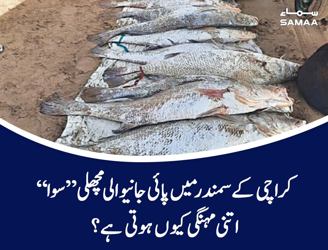 SAMAATV's tweet photo. کہا جاتا ہے کہ نایاب مچھلی سے نکلنے والا بلیڈر ادویات میں استعمال ہوتا ہے
 https://t.co/HJ1QyOr41O

#SamaaTV  #CroakerFish #SuwaFish https://t.co/8d8IBKyJqE