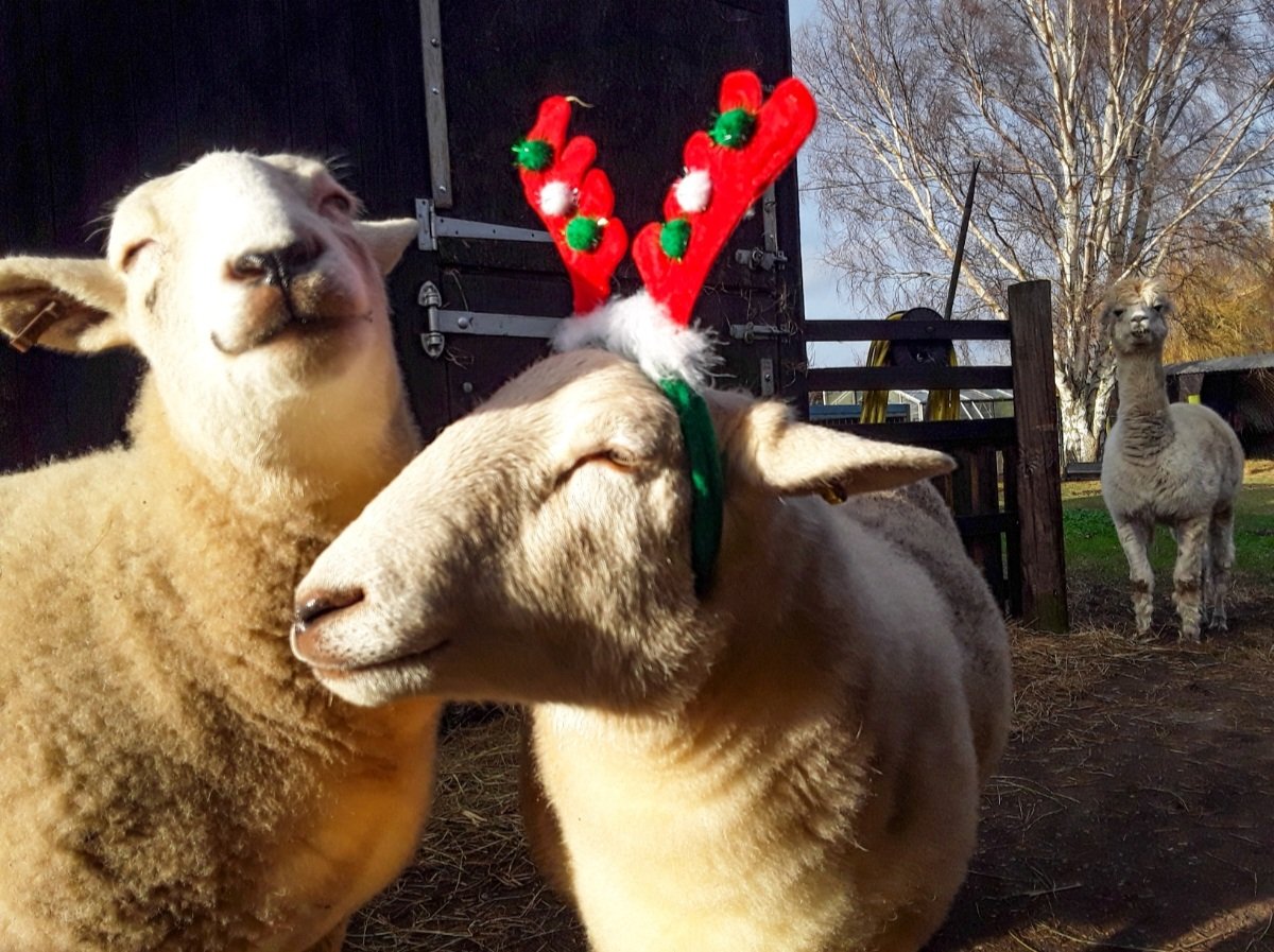 chris_alpacas's tweet photo. A Very Merry Christmas and a Peaceful New Year from us all in #thefens. Hope you all have a wonderful Christmas Day xxx (photos from my archives) #MerryChristmas #myanimals #ChristmasEveEve #Precious #Ernie #ThelmaandLouise #Larry https://t.co/l7mMqjpnRs