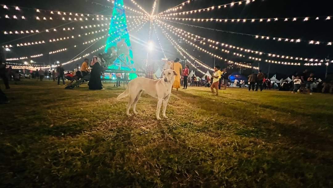 nomadic_sanjee's tweet photo. SriLanka
#presidentialpride
#MyLights
#MyParty
#MyAchievements
#MyDog
#RanilgeGama
Photo credit: Shabeer Mohamed https://t.co/eWMIsMMTjh