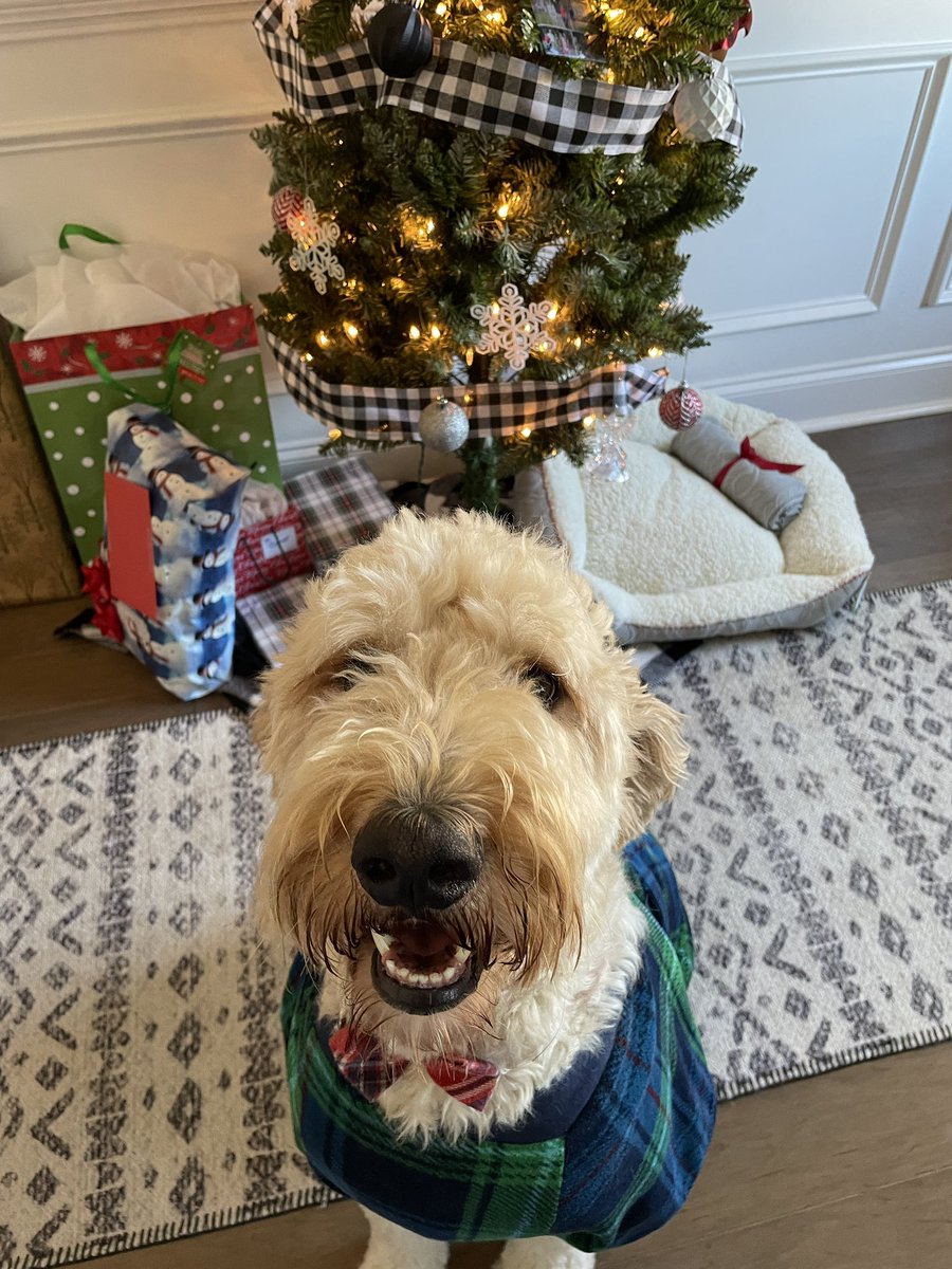 NoleBeyer's tweet photo. Can’t wait to see what’s under the tree for me and my brothers #silentNole #buddyandnolepose #chiefnotsomuch https://t.co/YWUdml2cqW