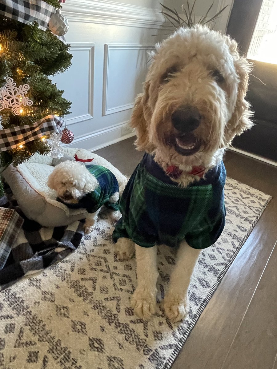NoleBeyer's tweet photo. Can’t wait to see what’s under the tree for me and my brothers #silentNole #buddyandnolepose #chiefnotsomuch https://t.co/YWUdml2cqW