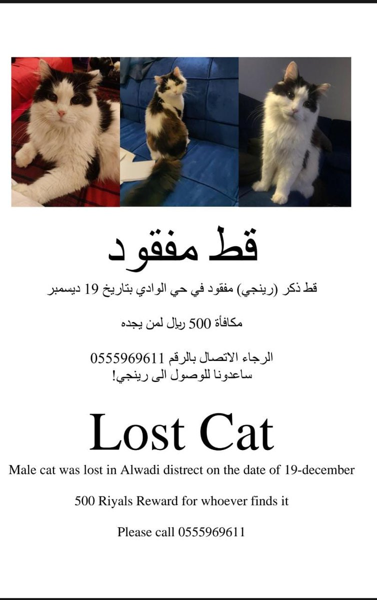 cookieyuki2's tweet photo. @Eyaaaad قط مفقود الرياض حي الوادي
الاسم : رنجي
الجنس : ذكر
اليف جدا وخواف
الرجاء لمن يجده التواصل هذا الرقم
0555969611
#الرياض 
#قطط_مفقوده @resqueingcats @MissingCats_sa @Cats_missing @MissingCats_sa @LostCatRiyadh @lostnfound_sa @rahmah_lost https://t.co/u7Wp231EtC