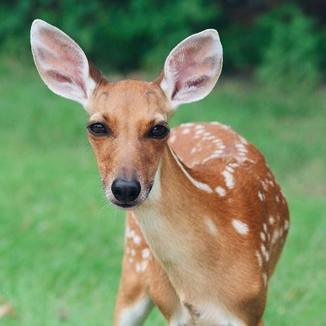 Equal to Kangaroo, 50% of my lineage is deer (my father's side). Sure, It didn't show up when I had my DNA done, but we all know that stuff is BS. As if I'm related to an ancient wolf. Ew.