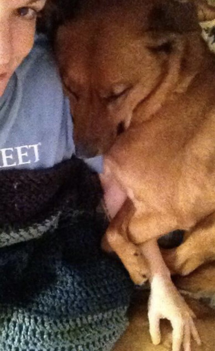 hdeckerplays's tweet photo. My greatest achievement in life is being comfy dog furniture and I’m pretty proud of that https://t.co/bu2puFh089