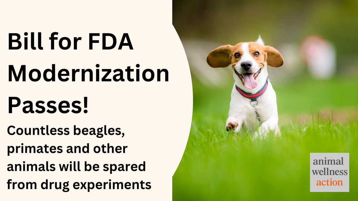 AWAction_News's tweet image. BREAKING: House vote sends #fdamodernization to #POTUS desk. We did it! A great holiday miracle for countless beagles, primates and other animals.