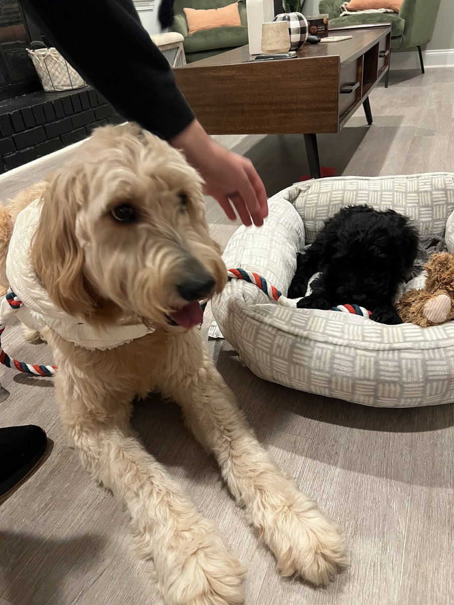 lizvehar's tweet photo. @f0lake Daisy + Riley https://t.co/jH20b4n4pj