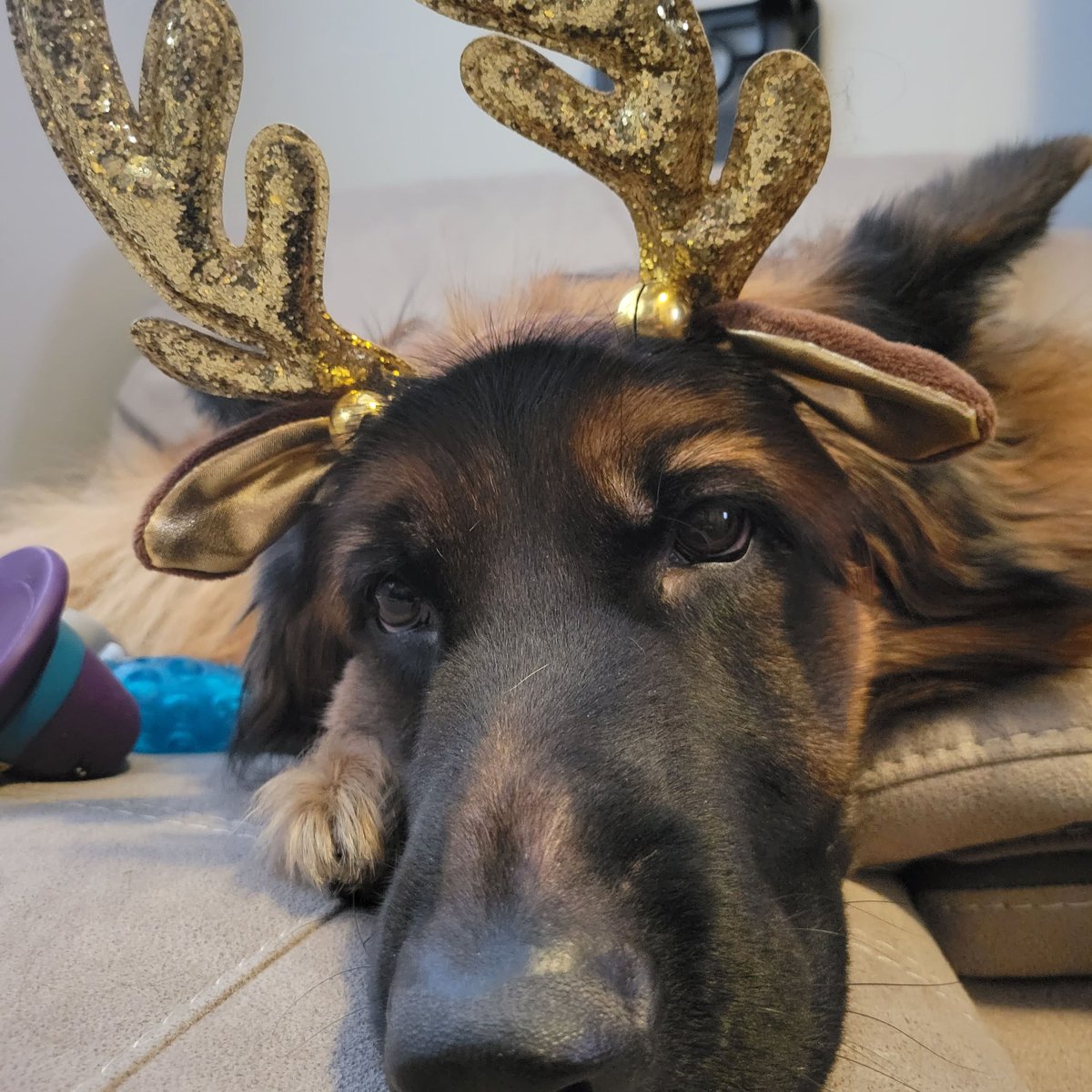 ButtonsTheFloof tweet picture