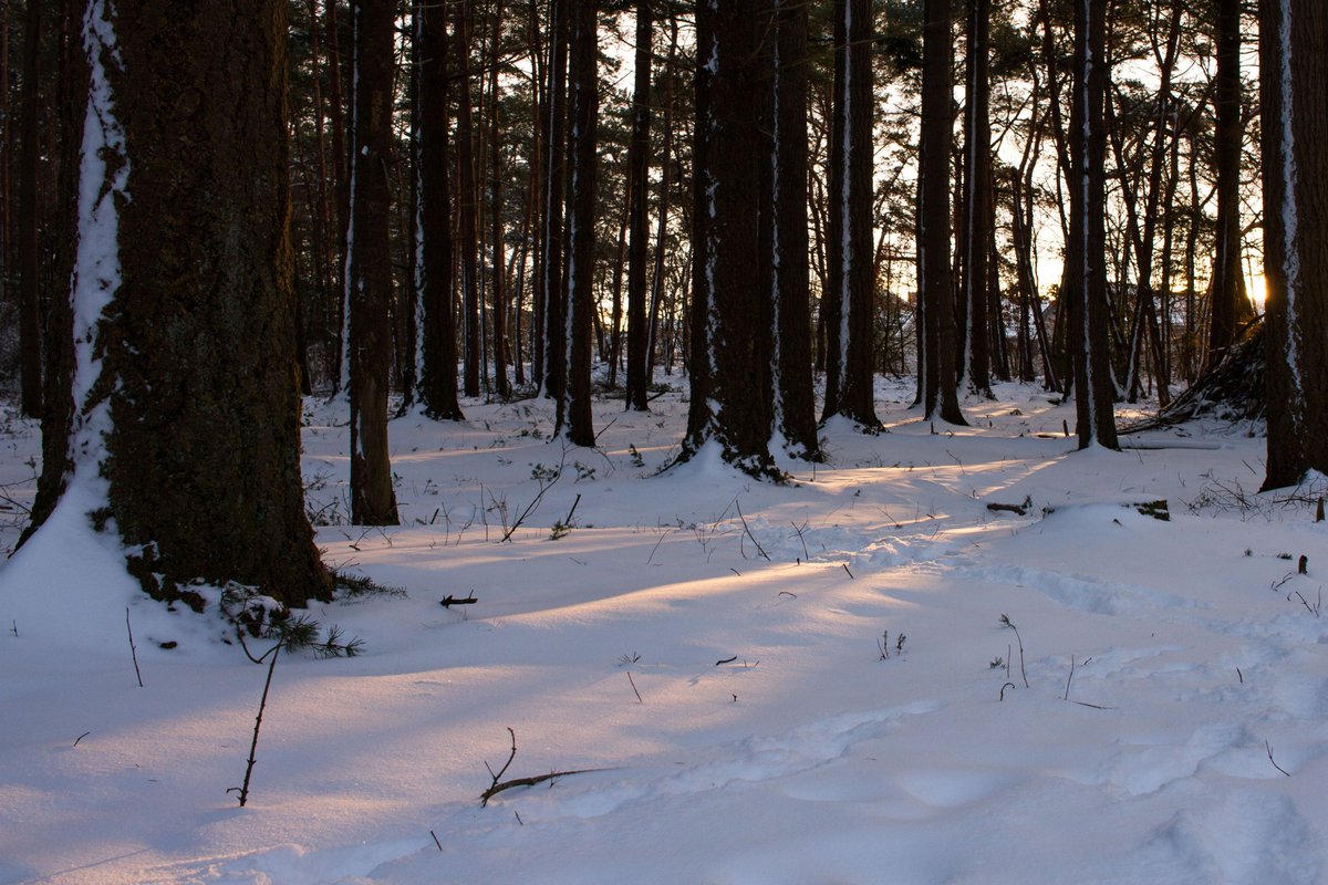 Thom Forthex tweet media