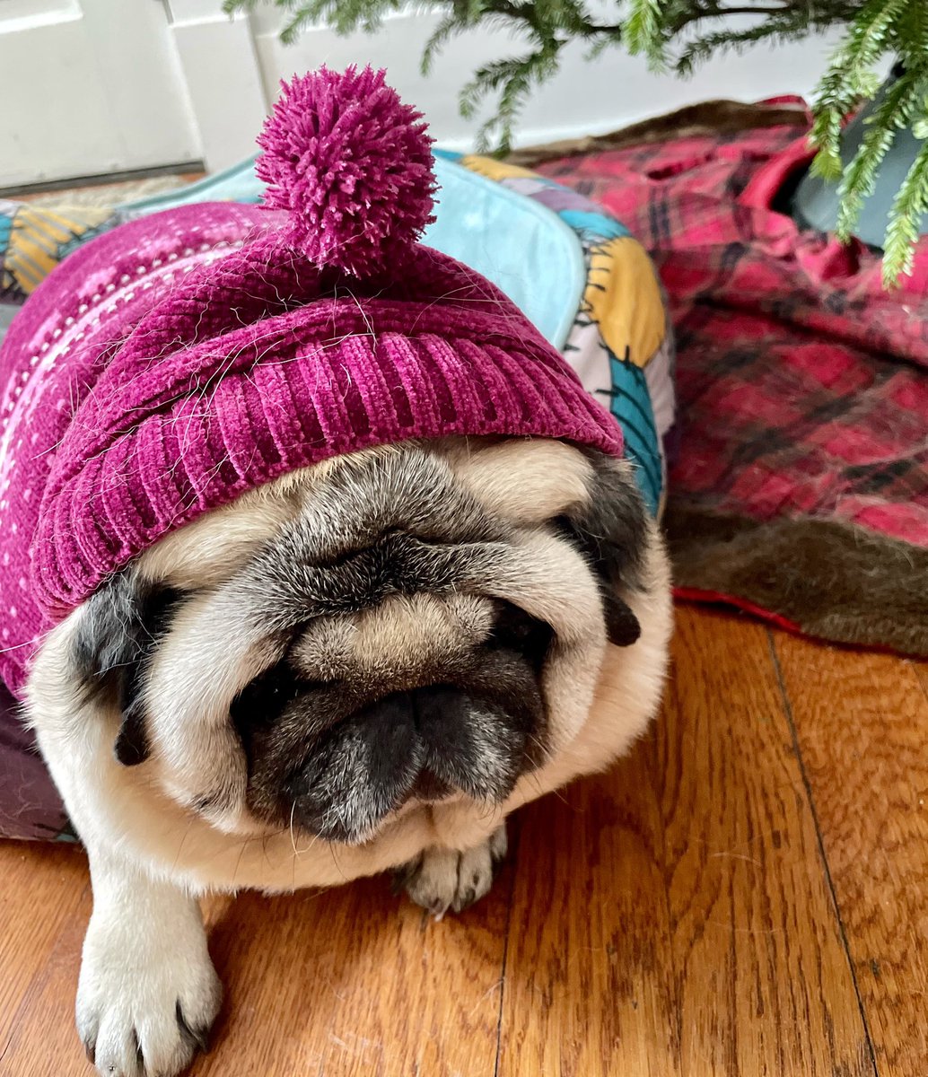 SallypugWeir's tweet photo. Not going outside today, no siree. I will stay cozy under the Christmas tree. Hope all of frens are staying warm! 🎄

#frozenpug #cozypug #sallypughugs #lovefromleota
#puglife #pug #pugs #pugsofinstagram #dogsoftwitter #pittsburghpug #pittsburghpets #dogsofpittsburgh https://t.co/bv6f3K0cMk