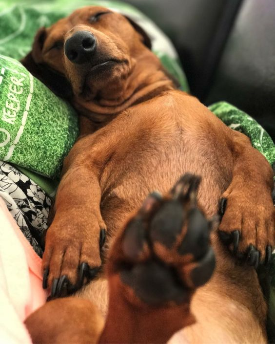 salsichinhas's tweet photo. Me espírito animal nesse fim de ano https://t.co/l9Z3f9s8zY