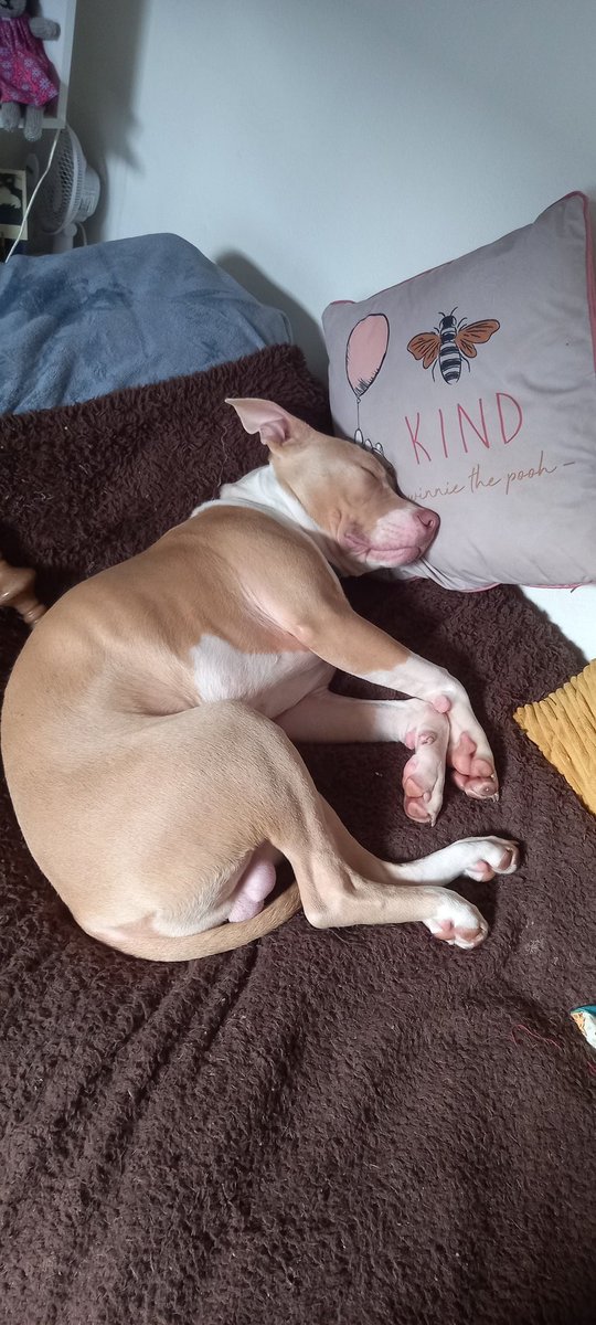 Ngl, my mental health has improved tenfold since we got this little guy