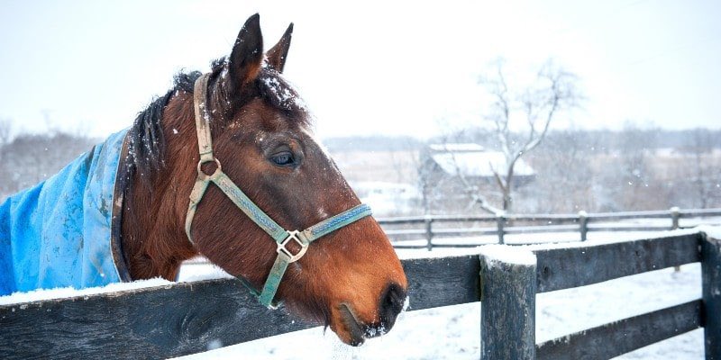 || My current situation. A White Christmas. Don’t worry our barns are heated. ⛄️