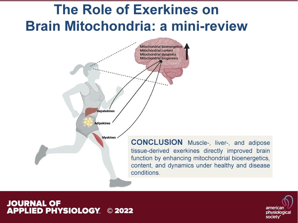 The role of #exerkines on brain #mitochondria: a mini-review (Heo, @Call_LabUGA et al. <a href="/universityofga/">UGA</a>) - new in <a href="/japplphysiol/">Journal of Applied Physiology</a> 

ow.ly/bCUH50Mbvak

#exercise #running