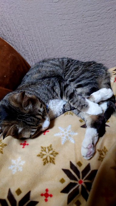 ぼくのネコはネコじゃない 