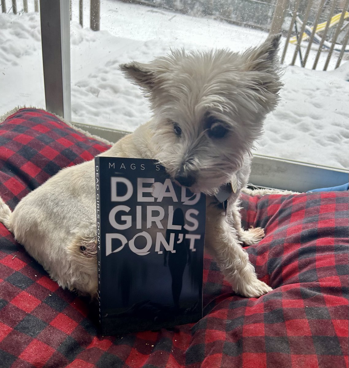 My copies of Dead Girls Don't have arrived! I think they're absolutely gorgeous. But Small Dog thinks it smells scary. 
#amwriting #WritingCommunity  #romance