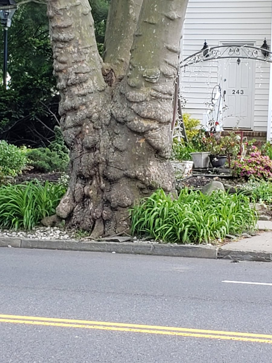 WriterGigi's tweet photo. @nycbotanist  what kind of trees are these that look like they're melting? I love them. #BLtrees https://t.co/RVI3Zqmc4h