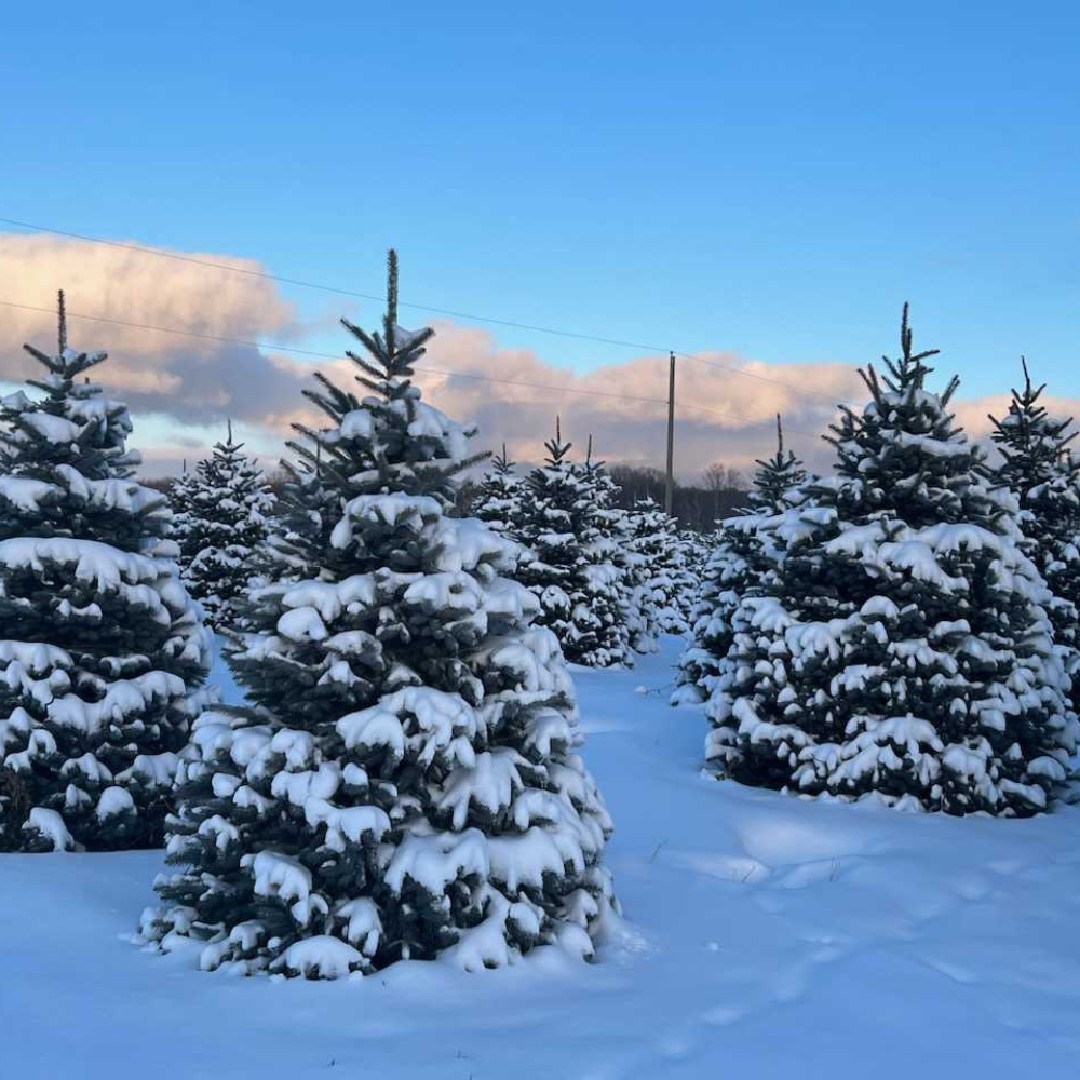 From our entire team at LandscapeHub, we want to wish you all a happy holiday season and a prosperous New Year! ✨

📷 Northern Nursery
📍McMillan, MI