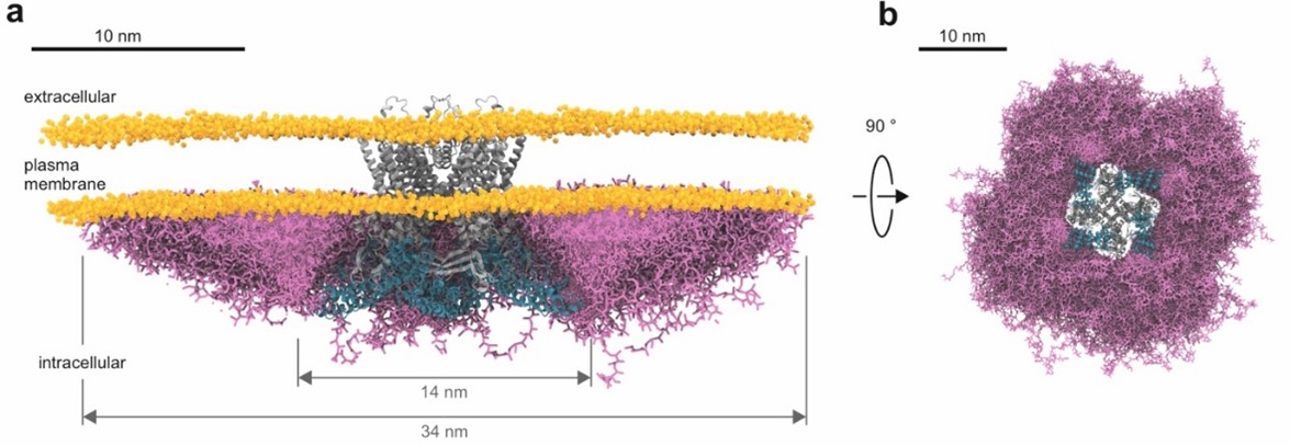 When dreaming about TRP channels, dream BIGGER! 

Our new pre-print "Crosstalk between regulatory elements in the disordered TRPV4 N-terminus modulates lipid-dependent channel activity" is finally out!
biorxiv.org/content/10.110…
