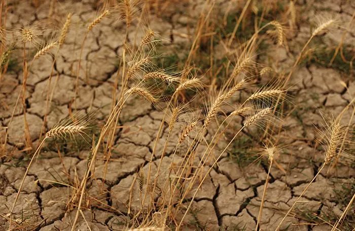 Feed Strategy magazine tweet media