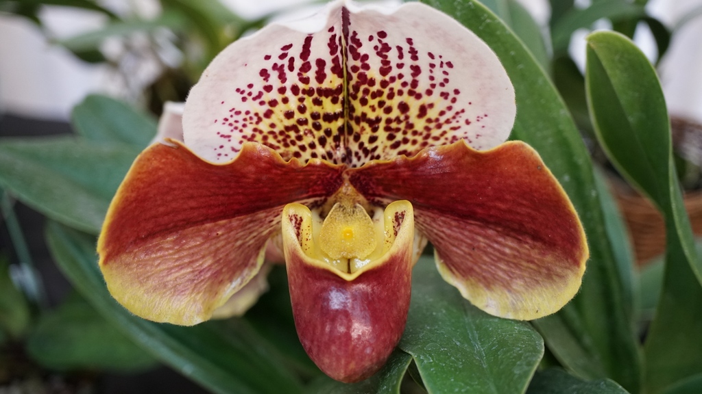 peninsulaorchid's tweet photo. Paph Winston Churchill 'Indomnitable'

✨Our 2023 Annual Show and Sale will be January 21 and 22 at 1400 Roosevelt Ave, Redwood City, CA from 10am-5pm both days. We will have plant judging, seminars, and plant vendors. Everyone is welcome!✨

➡️https://t.co/d7bds3tWbt https://t.co/Bhl2xDjpmi
