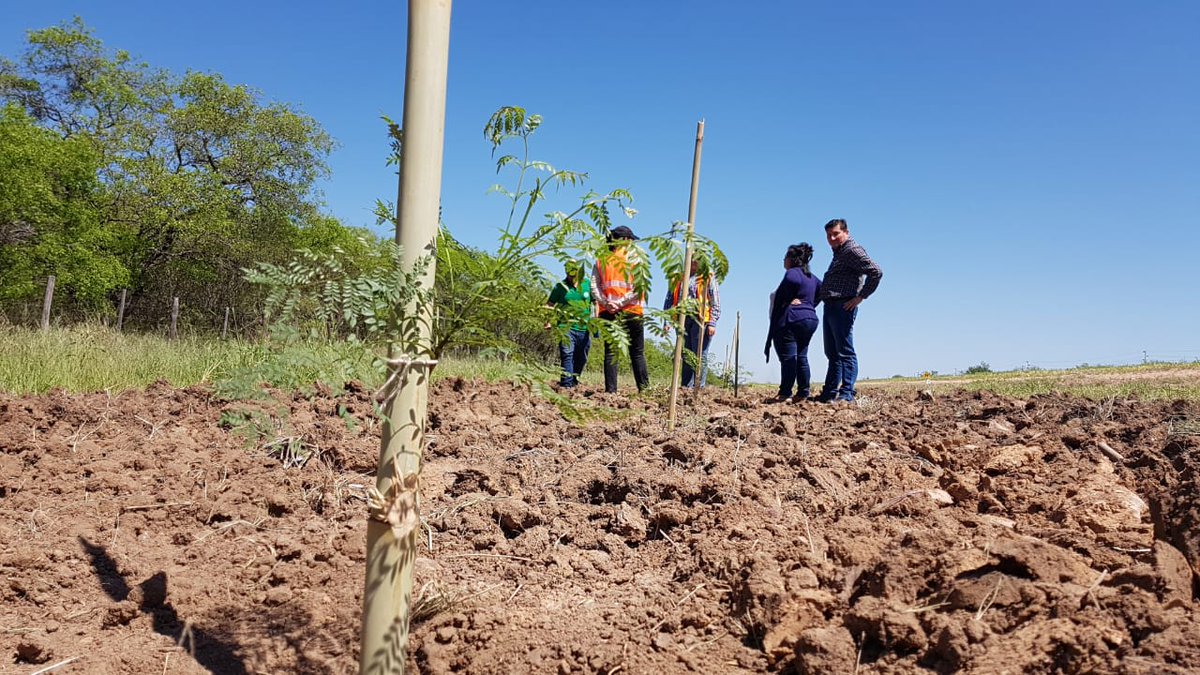 RutaTranschaco's tweet photo. Ruta PY09 marca un hito en gestión ambiental con importantes logros alcanzados en el presente año, en planes de reposición forestal, pasos de fauna e implementación del sistema de trabajo "SIASS", entre otros. 
Lea más en  https://t.co/Tdfua9Gcyc
@AgendaCAF @el_BID @mopcparaguay https://t.co/QBaXOpo2pt