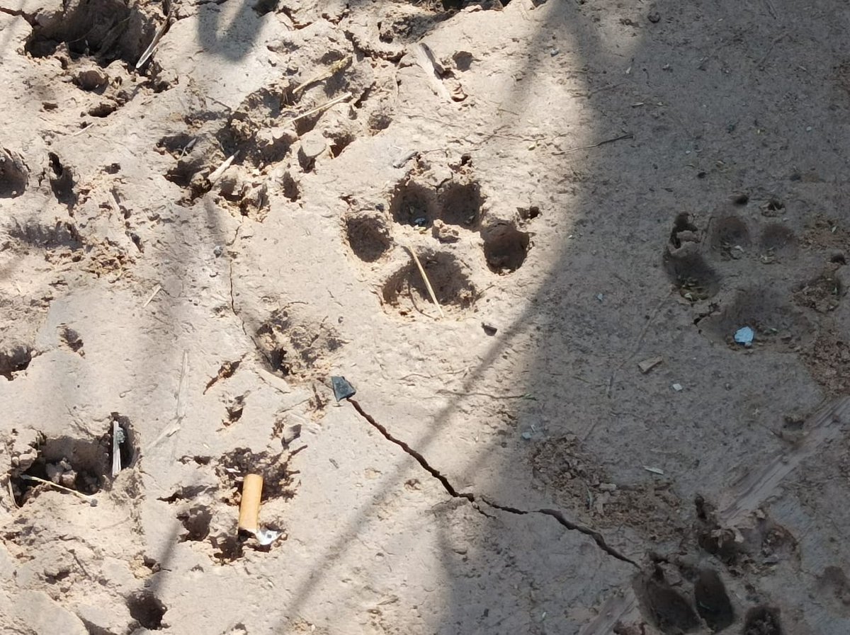 RutaTranschaco's tweet photo. Ruta PY09 marca un hito en gestión ambiental con importantes logros alcanzados en el presente año, en planes de reposición forestal, pasos de fauna e implementación del sistema de trabajo "SIASS", entre otros. 
Lea más en  https://t.co/Tdfua9Gcyc
@AgendaCAF @el_BID @mopcparaguay https://t.co/QBaXOpo2pt