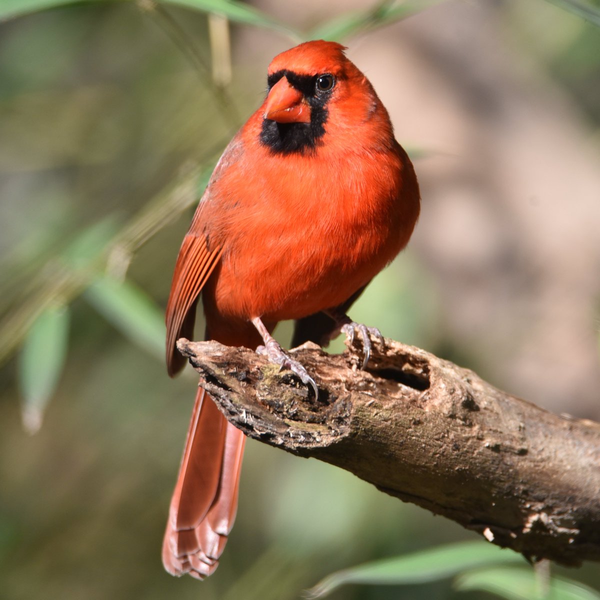RandallMcCorquo's tweet photo. Cardinal Christmas has checked in with Santa and will be flying along with a seat in the Sleigh for Christmas 2022.
#nature_spotlight #raw_southeastusa #bestoftheusa_nature #capturebirds #allkindsofnature #USA_naturehippys #raw_birds #bestoftheusa_seasons #ncwildlifefederation https://t.co/Yb2KsNhG8t