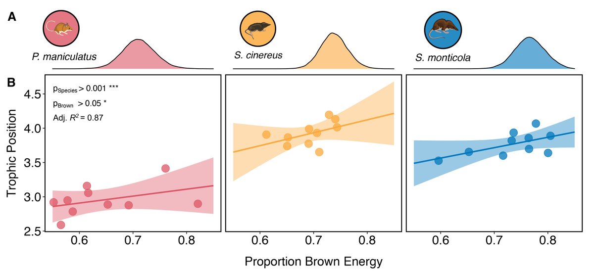 ESAEcology's tweet image. New in @ESAEcology:

The coupling of green and brown food webs regulates trophic position in a montane mammal guild

doi.org/10.1002/ecy.39…

With #OpenData in @figshare 

#TrophicEcology #StableIsotopeAnalysis #MultichannelFeeding #NSFFunded @NSF @pmanlick