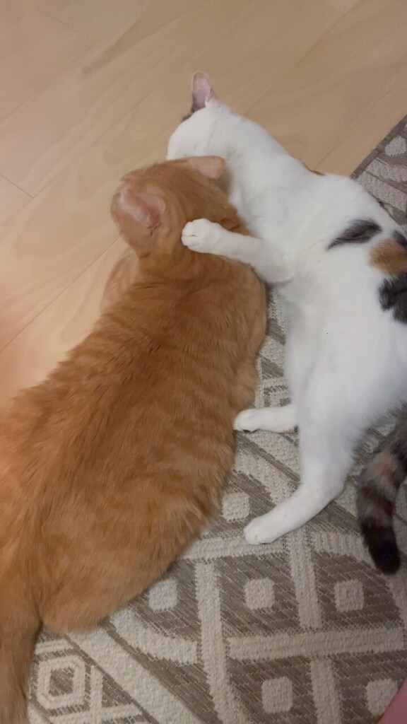 Chiii_chi__'s tweet photo. #merrychristmas  #メリークリスマス　#大雪クリスマス
#猫 #ねこ #保護猫と暮らす #猫のいる暮らし #にゃんすたぐらむ #猫部　#ペコねこ部　#nyancon01 #sippoストーリー
#cat  #고양이　#catstagram #catlife #catsofinstagram 
#グルーミング [InstaVideo]:https://t.co/yxrSIHmhdv https://t.co/HMBGfjDTPH