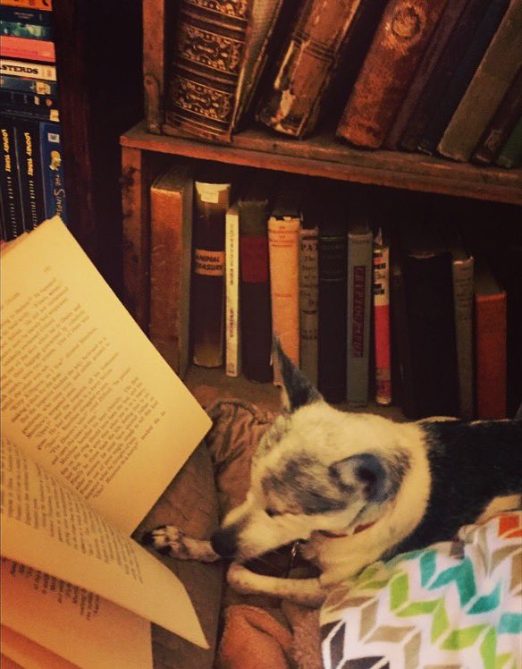 Reading despite her lack of eyeballs 🥰