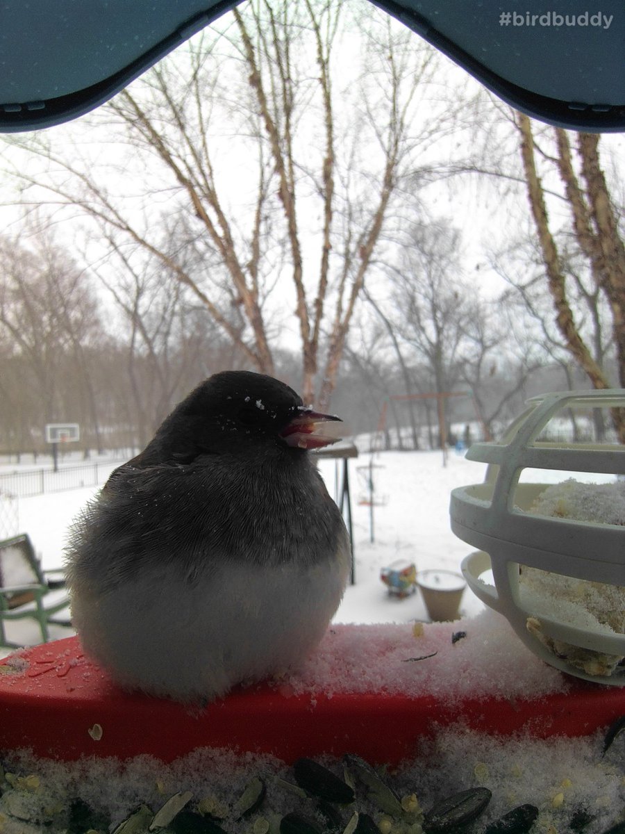 breading's tweet photo. Cold weather brought out the borb in this dark-eyed junco #birdbuddy #goldenperchawards https://t.co/0JZxK8FhMt