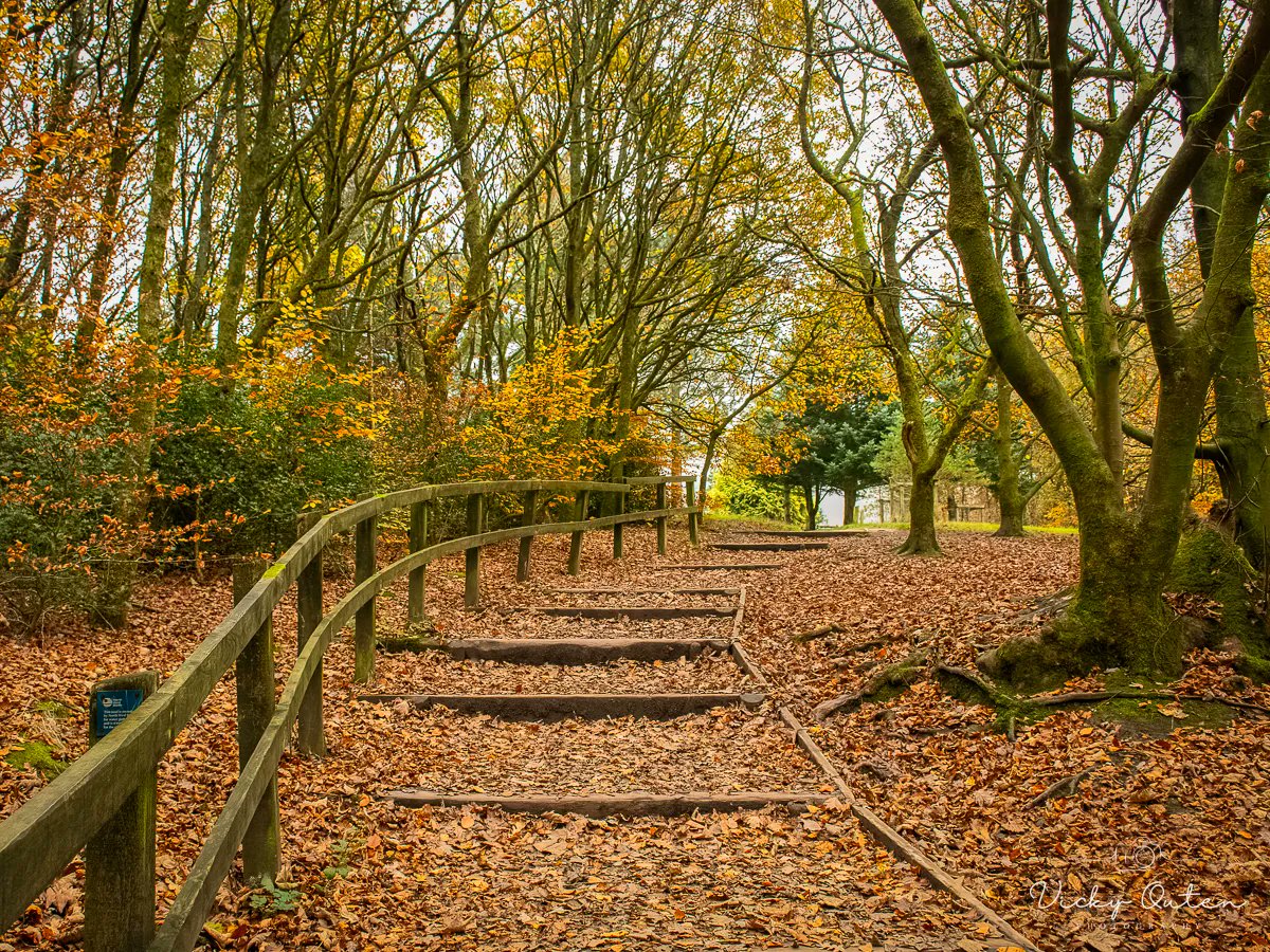 vickyoutenphoto's tweet photo. Rivington in the Autumn
#autumn #autumnal #trees #steps #leaves #countyfile #autumnleaves #naturepheotography #conkernaturemagazine #conkernaturepotd #sheclicksnet @ap_magazine #heart_imprint #nature
https://t.co/sYNX75nTBc https://t.co/cy72SdwUK8