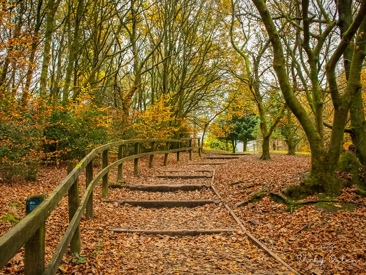 Rivington in the Autumn

#autumn #autumnal #trees #steps #leaves #countyfile #autumnleaves #naturepheotography #conkernaturemagazine #conkernaturepotd #sheclicksnet @ap_magazine #heart_imprint #nature 

vickyoutenphotography.com