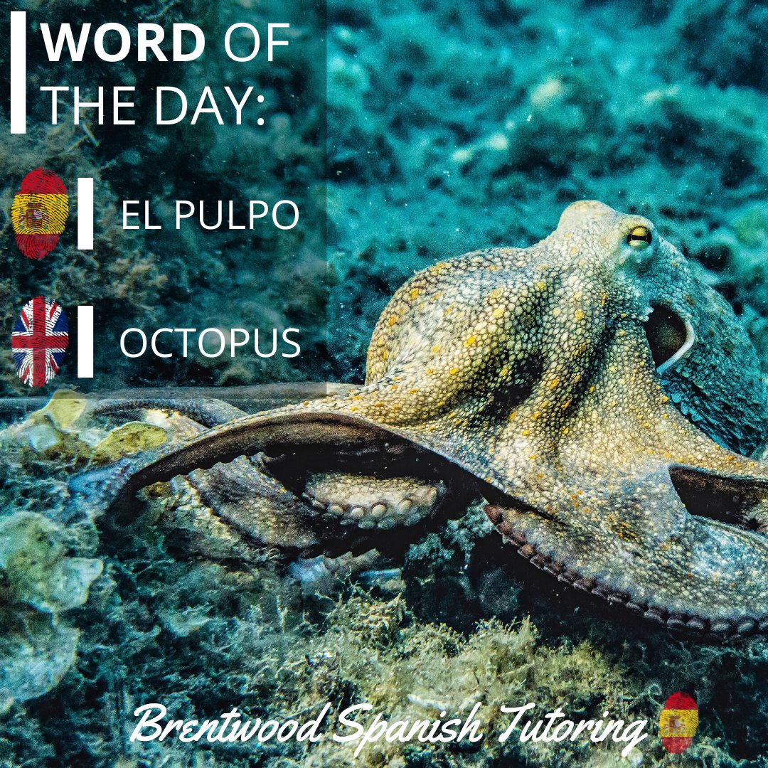 Word of the day:
🇪🇸 EL PULPO
🇬🇧 OCTOPUS
🐙🐙🐙
#WordOfTheDay #WOTD #Español #LearnSpanish #Tutoring #Education #Language #PalabraDelDia #MFLInsta #MFL #AprenderEspañol #Learning #School #Brentwood #Shenfield #Essex #Spanish #Tutor #BrentwoodSpanishTutoring #Pulpo #Octopus