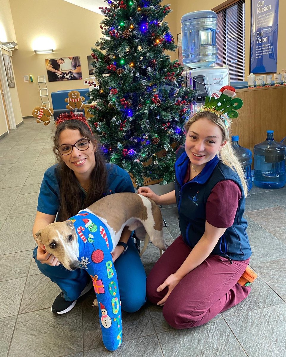 fitzpatrickref's tweet photo. Lovely patient Boots, pictured with Ana &amp; Baillie, will be the best dressed at home this a Christmas!🎅🏼🎄❄️💙

Boots is being treated by Orthopaedic Surgeon Mario Coppola for #shoulderluxation which we are managing conservatively with a bandage, &amp; a very jolly one too! https://t.co/litRy6s0sJ