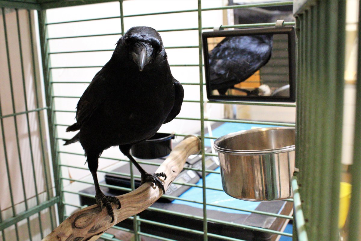 Greenwood_CO's tweet photo. Story of #AmericanCrow patient:

Then: Laying on the ground. Dehydrated and thin. Disoriented. 

Now: Improvements daily. Mirror for social creatures. Outdoor acclimatation. Released into the skies soon. 

#PatientOfTheWeek https://t.co/kt305Go6G0