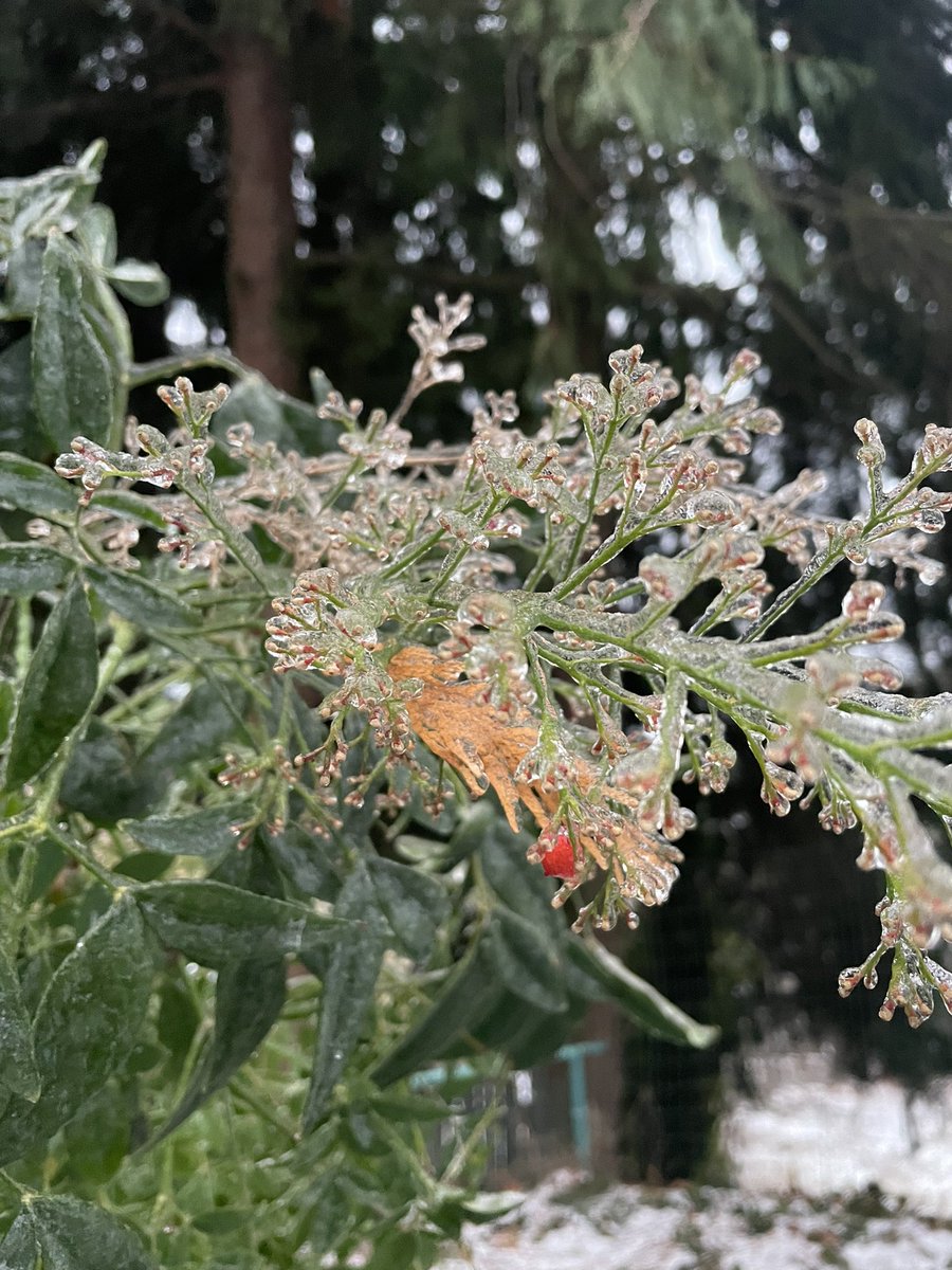 spookytunee's tweet photo. Pretty yet scary. Totally iced out.  #wawx https://t.co/l6aROhetif