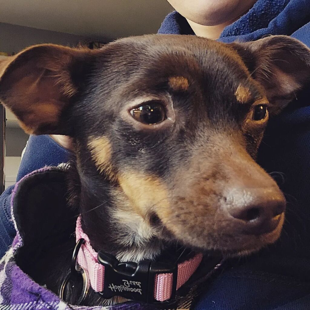 HiRezBarrett's tweet photo. It's been a bit but we have a new foster joining us for the holidays. Keeping each other warm. This little one came to us right after surgery for a broken leg. Lots of love and snuggles in the future for this sweet girl. https://t.co/saPKCGxTXc https://t.co/GzHd3ATuN1