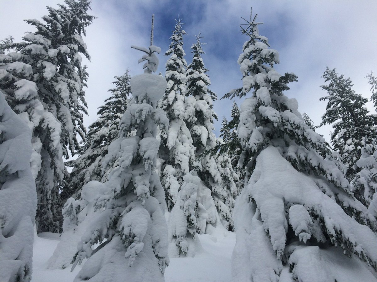 Please don’t bring them inside, they have a built-in fir coat.