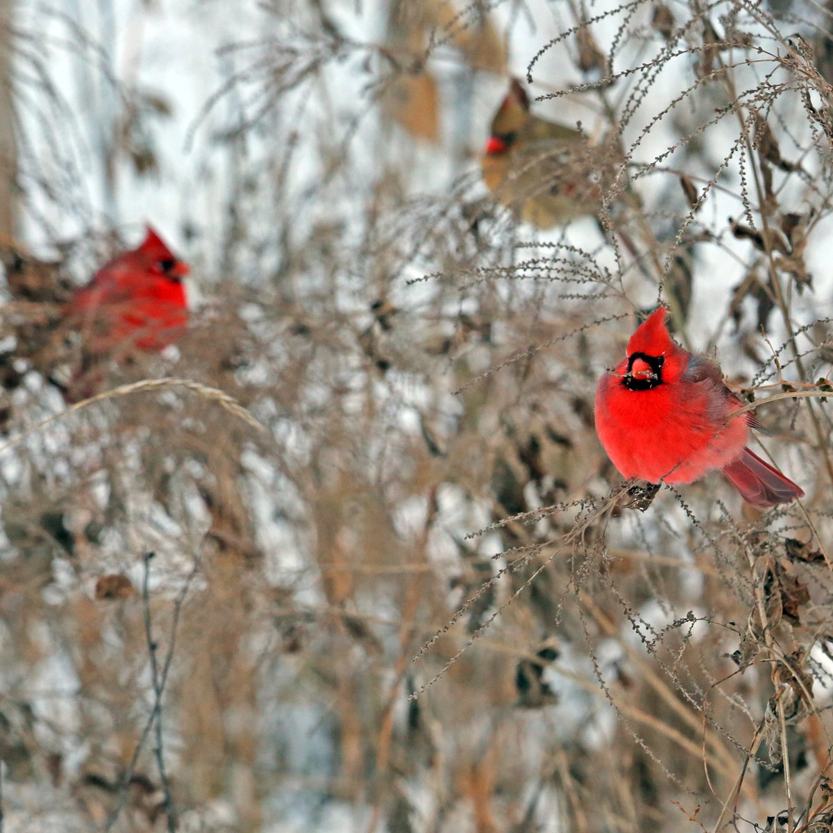 Birds weathering the arctic temperatures at Montrose Point this morning