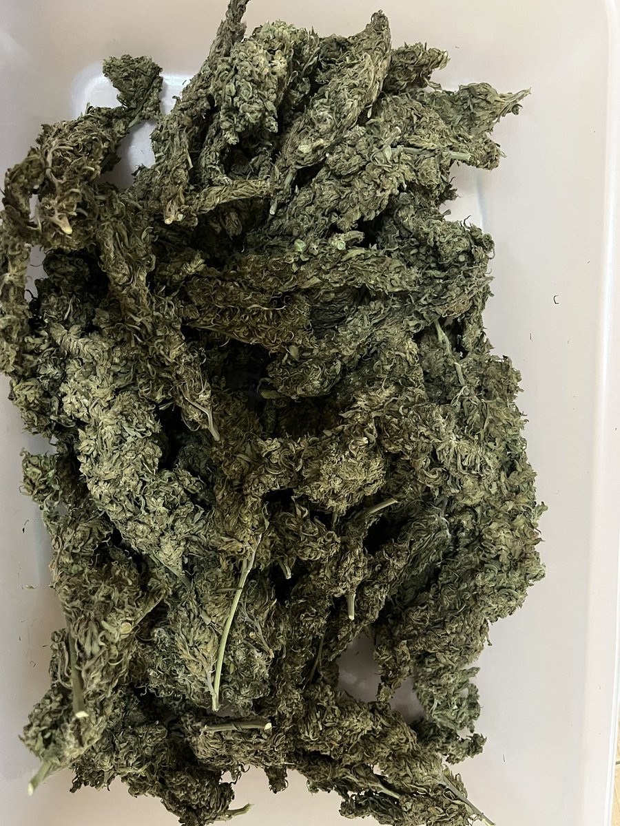 420Roll_premium's tweet photo. ดอกGreenCrack มีบริการชมมือ กทม รังสิตลำลูกกา รามอินทรา พหลโยธินขับส่ง24ชมและเก็บปลายทาง สอบถามLine:https://t.co/6DLMgLuhQY 10G-100฿ 25G-250฿ 50G-450฿ 100G-800฿ #ดอกกัญชา #กัญชา #กัญชาชนมือ #กัญชารังสิต #กรีนแครก #กัญชาราคาถูก #กัญชาลำลูกกา #กัญชากรุงเทพ #บ้องแก้ว #บุหรี่นอก https://t.co/9Sb1KsoAtk