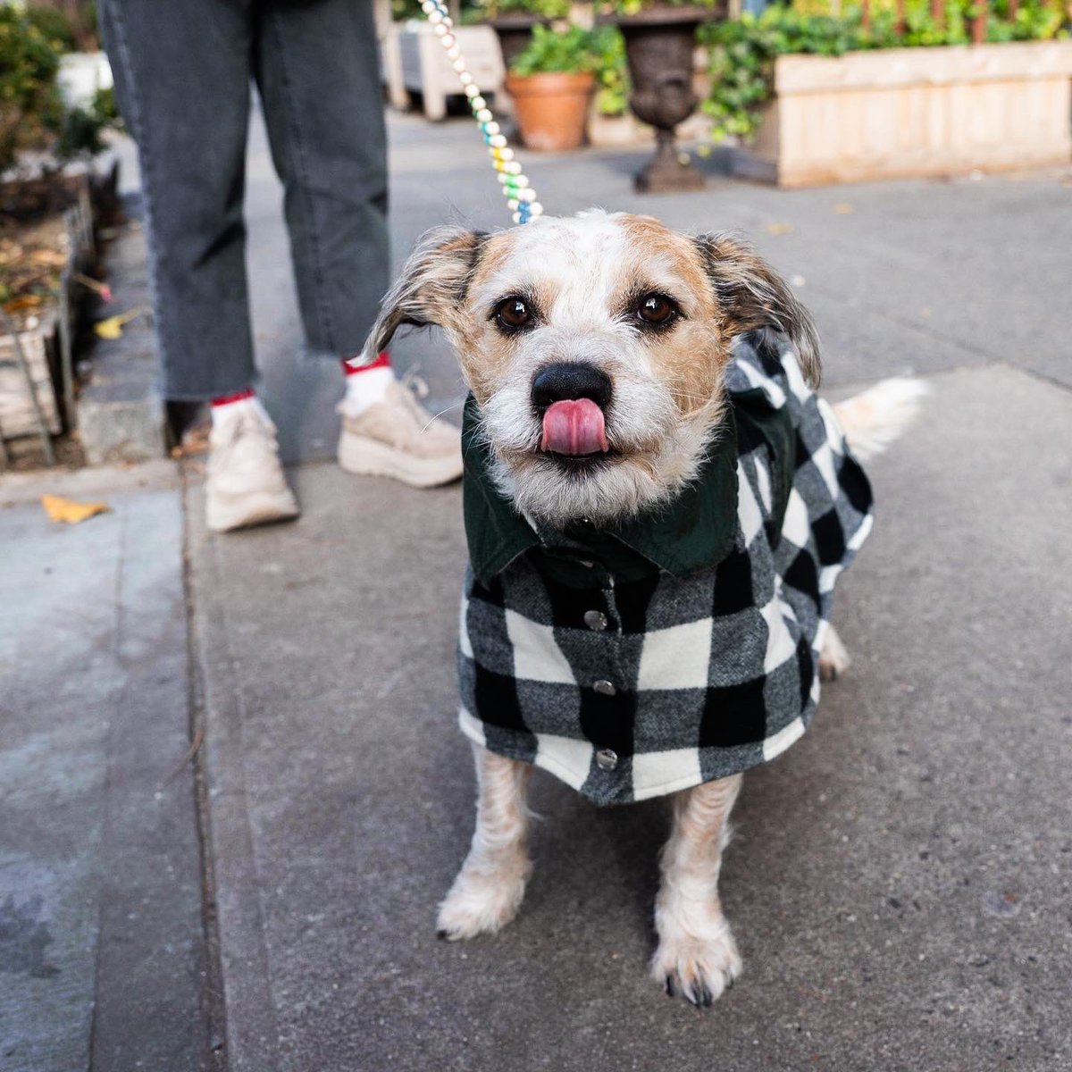 the-dogist-on-twitter-andre-australian-cattle-dog-mix-5-y-o