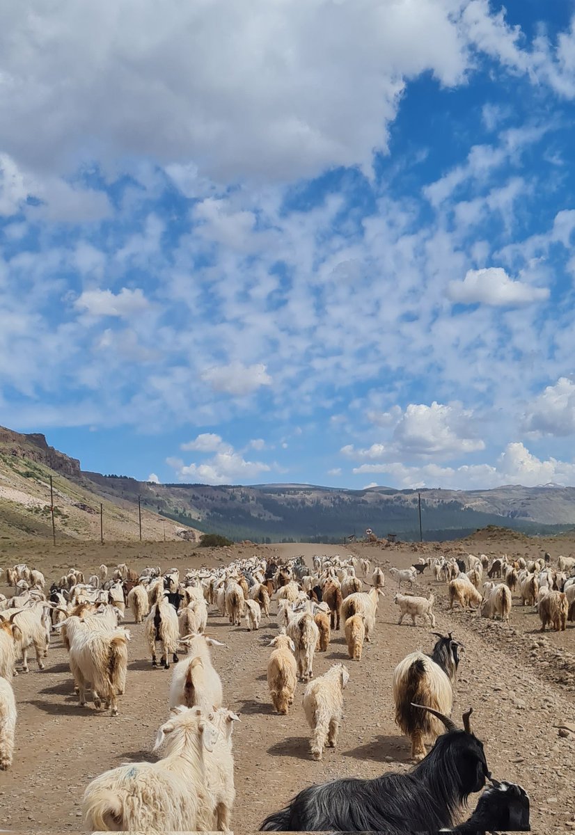 Que nunca se pierda...camino de Veranadores. #norteneuquino