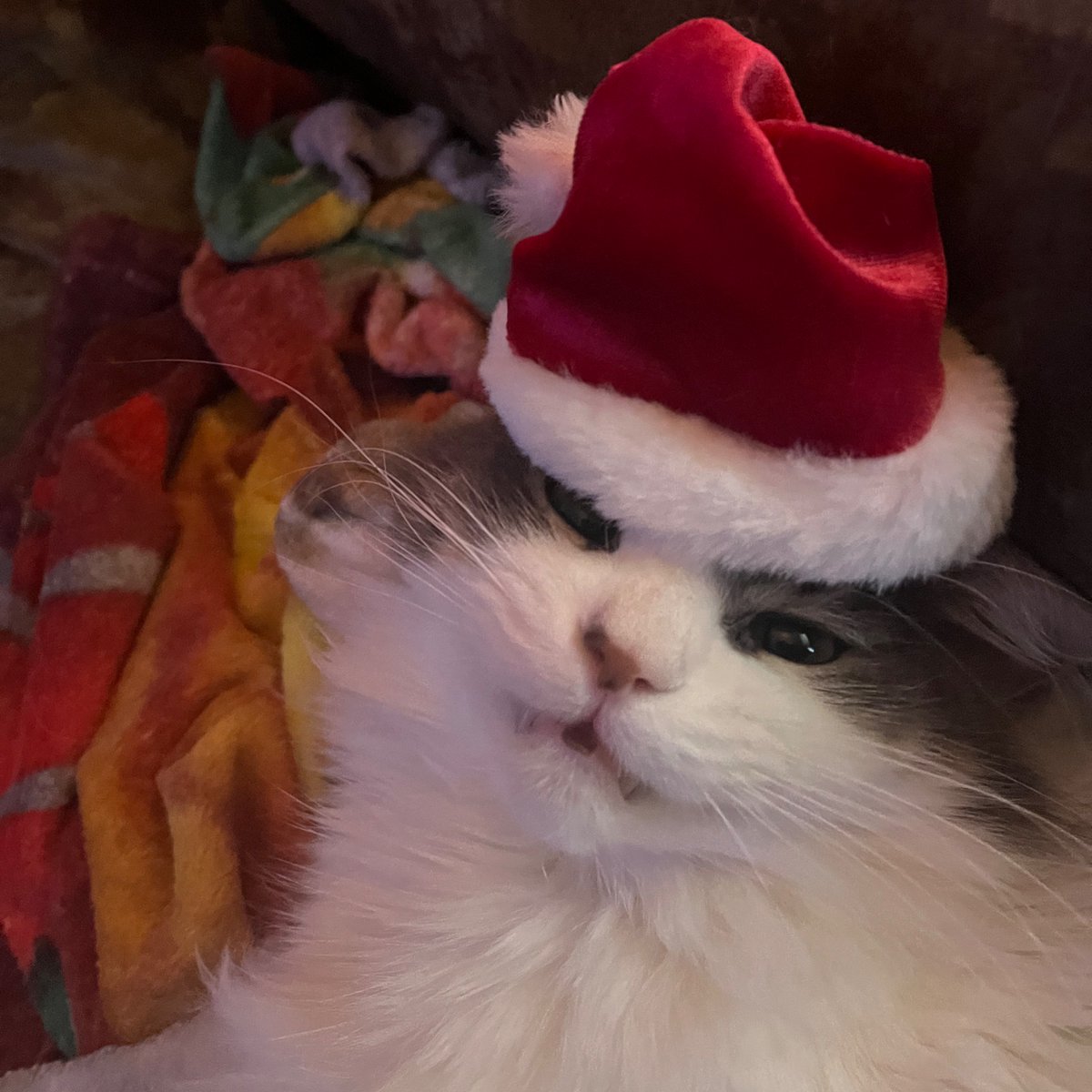 LitttleBoPeep's tweet photo. Not very impressed with what my hooman kept trying to put on my head… but I’d like to wish everyone a Merry Christmas and Happy Holidays! Sending you all lots of love and cheer❣️🎄☃️ #CatsOfTwitter #MerryChristmas #HappyHolidays2022 https://t.co/uRLQD8nnHF