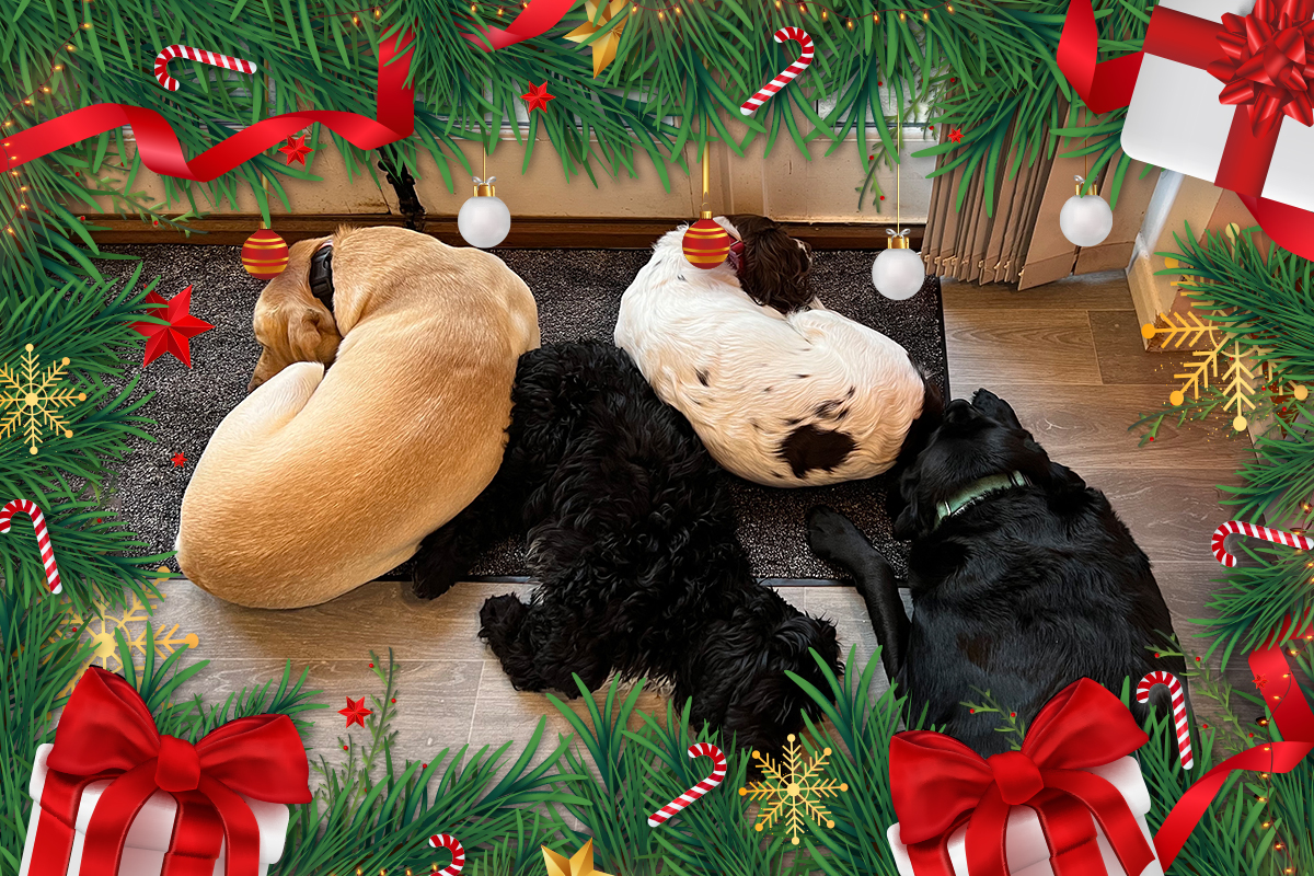 JTS_Relocations's tweet photo. With the reindeer off sick the JTS ReinDogs had to step in to get those presents delivered for Santa and now they’re all dog tired. Rest up Simba, Nala, Luna and H, there are some shipping containers needed back at the North Pole before Christmas Day... https://t.co/XD2CeBIBjj