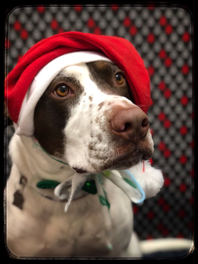 RCHumaneSociety's tweet photo. We're here to kick off your Friday with, yes, more holiday dog photos! #FindYourMax https://t.co/lqBt0ffN0I